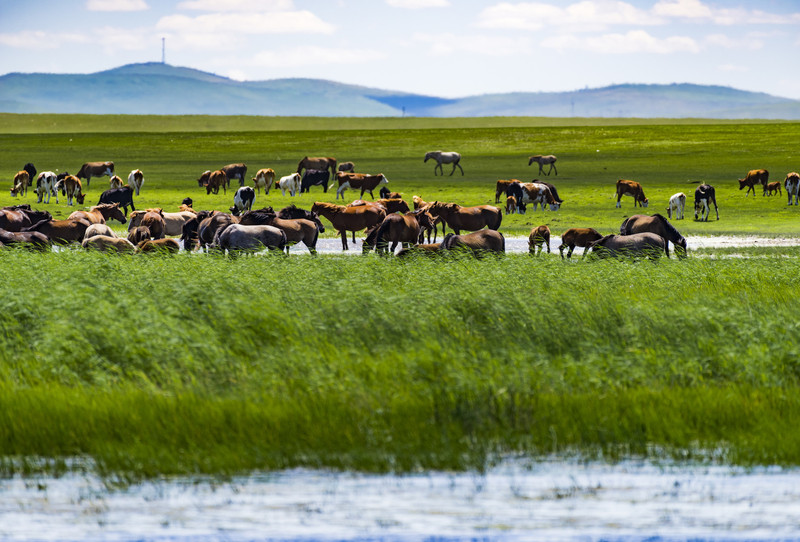 内蒙古,大美草原之旅